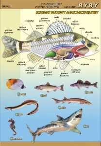 Ryby – budowa anatomiczna - plansza edukacyjna 
