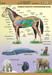 Ssaki – budowa anatomiczna - plansza edukacyjna 