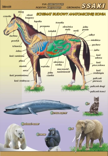 Ssaki – budowa anatomiczna - plansza edukacyjna 