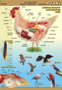 Ptaki – budowa anatomiczna - plansza edukacyjna 