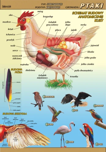 Ptaki – budowa anatomiczna - plansza edukacyjna 