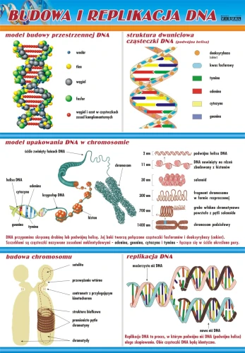 Budowa i replikacja DNA - plansza edukacyjna
