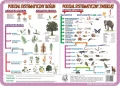 Ssaki, płazy i gady chronione, systematyka - podkładka edukacyjna 
