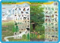 Piętrowość w górach i lesie, sieci i łańcuchy pokarmowe… - podkładka edukacyjna 