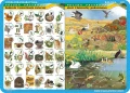 Piętrowość w górach i lesie, sieci i łańcuchy pokarmowe… - podkładka edukacyjna 
