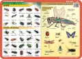Motyle, owady, anatomia owadów - podkładka edukacyjna 