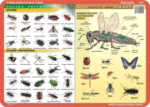 Motyle, owady, anatomia owadów - podkładka edukacyjna 