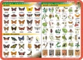 Motyle, owady, anatomia owadów - podkładka edukacyjna 