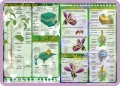 Glony, grzyby, mchy, paprocie, budowa rośliny i kwiatu - podkładka edukacyjna 