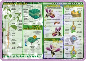 Glony, grzyby, mchy, paprocie, budowa rośliny i kwiatu - podkładka edukacyjna 