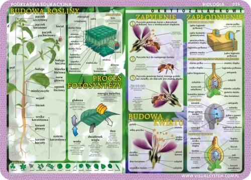 Glony, grzyby, mchy, paprocie, budowa rośliny i kwiatu - podkładka edukacyjna 