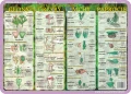 Glony, grzyby, mchy, paprocie, budowa rośliny i kwiatu - podkładka edukacyjna 