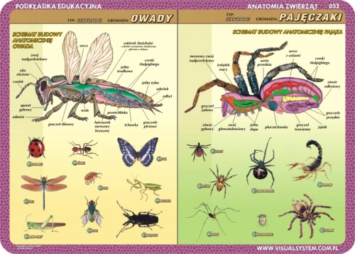 Anatomia: owady, pajęczaki, protisty, gąbki… - podkładka edukacyjna