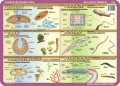Anatomia: owady, pajęczaki, protisty, gąbki… - podkładka edukacyjna