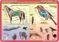 Anatomia: ssaki, ptaki, płazy, gady - podkładka edukacyjna