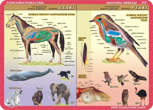 Anatomia: ssaki, ptaki, płazy, gady - podkładka edukacyjna