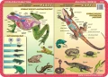Anatomia: ssaki, ptaki, płazy, gady - podkładka edukacyjna