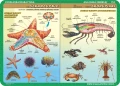 Anatomia: szkarłupnie, stawonogi, ryby, mięczaki - podkładka edukacyjna
