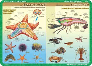 Anatomia: szkarłupnie, stawonogi, ryby, mięczaki - podkładka edukacyjna
