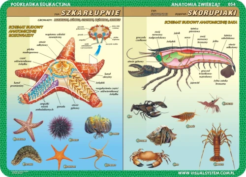 Anatomia: szkarłupnie, stawonogi, ryby, mięczaki - podkładka edukacyjna