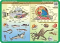 Anatomia: szkarłupnie, stawonogi, ryby, mięczaki - podkładka edukacyjna