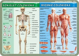 Szkielet, mięśnie, zmysły i mózg człowieka - podkładka edukacyjna 