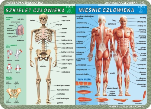 Szkielet, mięśnie, zmysły i mózg człowieka - podkładka edukacyjna 