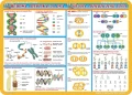 Budowa i replikacje DNA, mejoza, komórki i tkanki… - podkładka edukacyjna