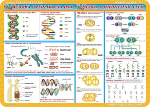 Budowa i replikacje DNA, mejoza, komórki i tkanki… - podkładka edukacyjna