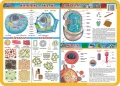 Budowa i replikacje DNA, mejoza, komórki i tkanki… - podkładka edukacyjna