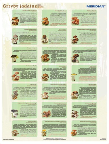 Grzyby jadalne