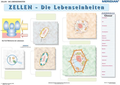 Zellen die Lebensseinheiten Übungsseite
