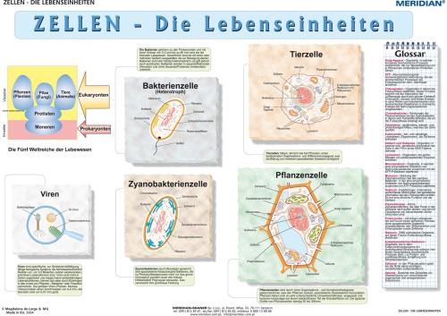 Zellen die Lebensseinheiten