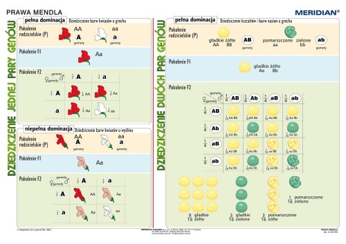 Podstawy genetyki - prawa Mendla