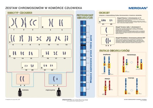 Podstawy genetyki - chromosomy w komórce człowieka