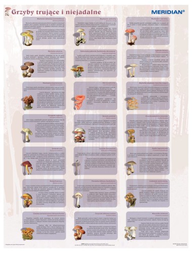 Grzyby trujące i niejadalne