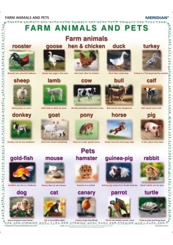 Farm animals and pets
