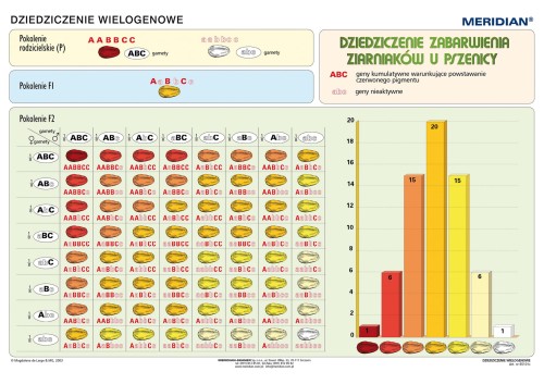 Podstawy genetyki - dziedziczenie wielogenowe